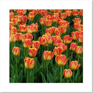 Tulips Posters and Art